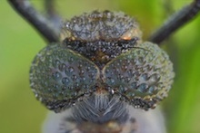 Close-up of insect head